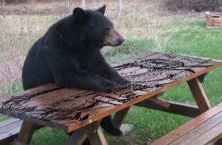 Taps picnic table